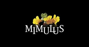 Mimulus